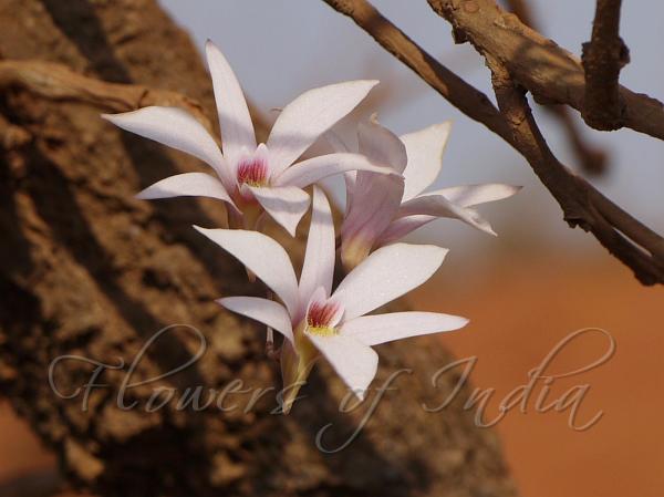 Small Bearded Dendrobium